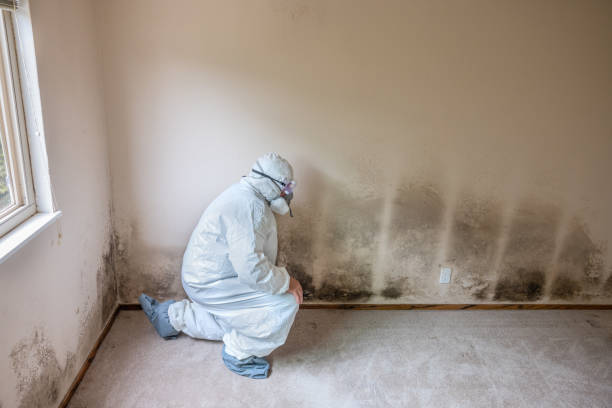 Best Commercial Mold Inspection  in Fruitland, NC